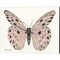 Butterfly by Stellar Design Studio 15" x 12" Canvas Wall Art (Set of 2)